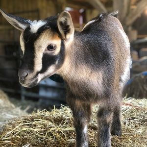 Meet your Posher, Kim